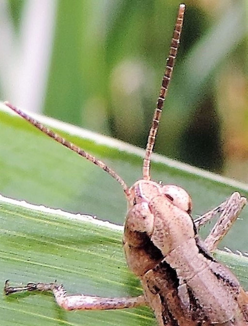 Chorthippus ....? No, Aiolopus thalassinus