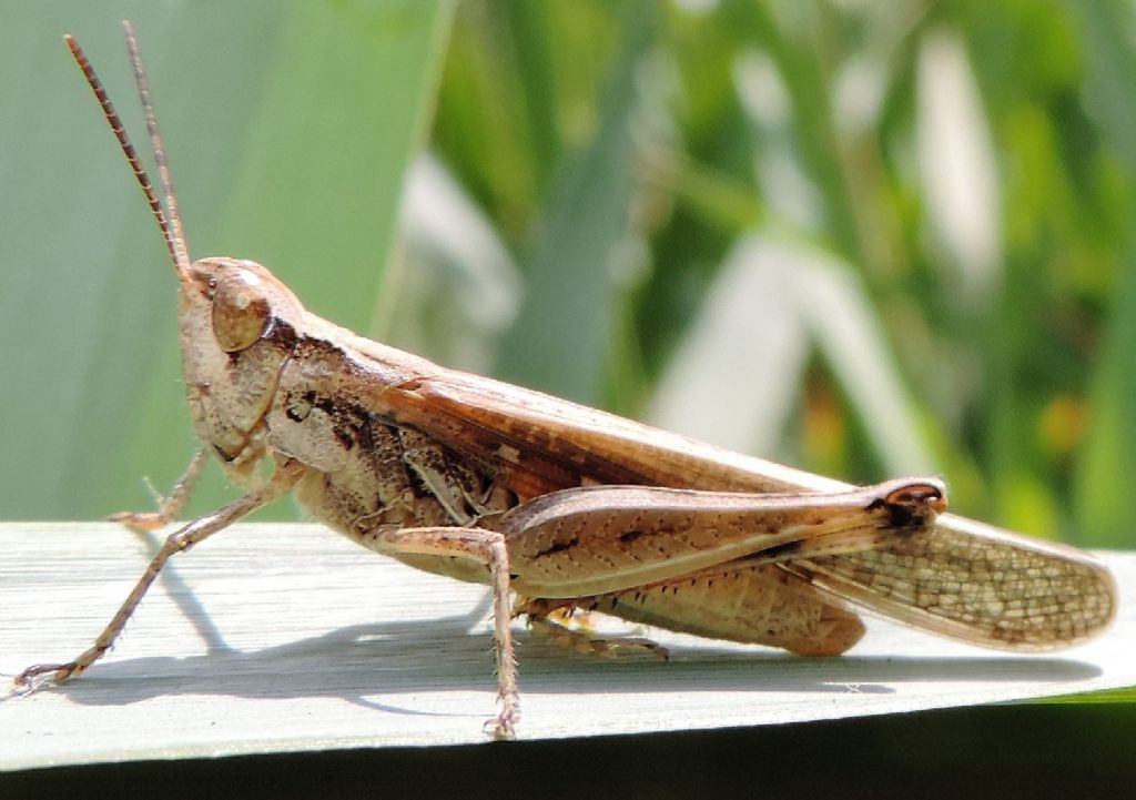 Chorthippus ....? No, Aiolopus thalassinus