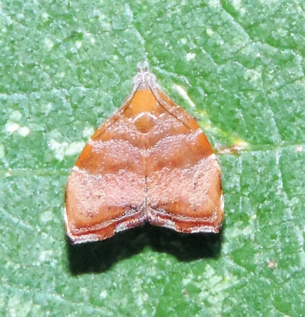 Choreutis nemorana? S