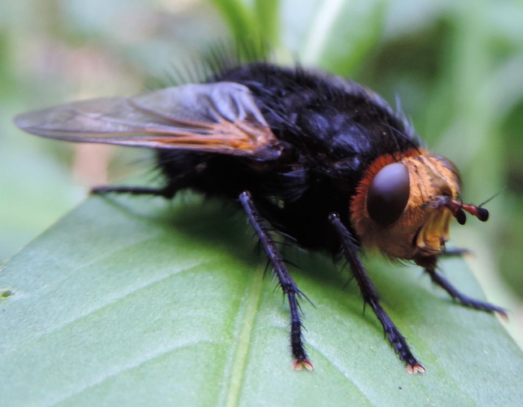 Tachina grossa?  S !