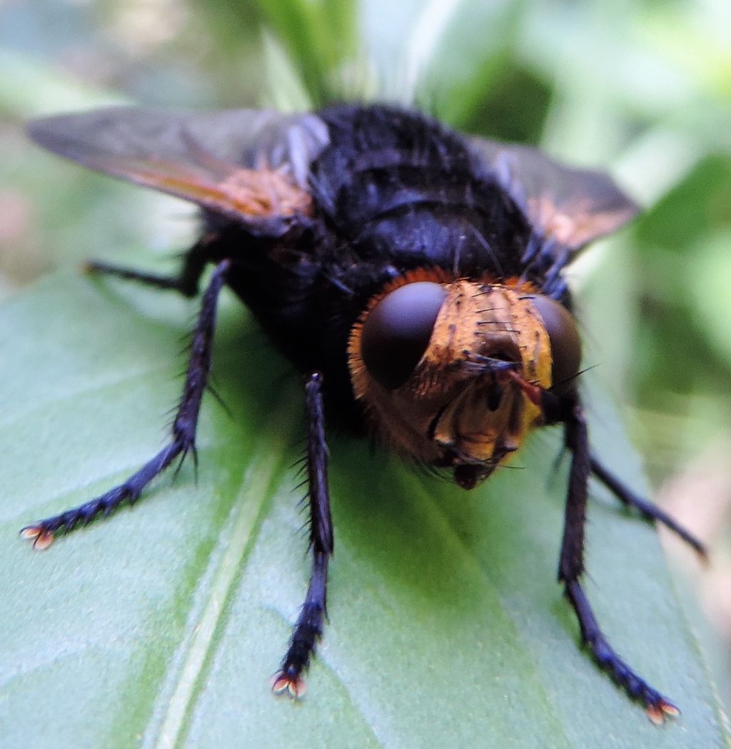 Tachina grossa?  S !