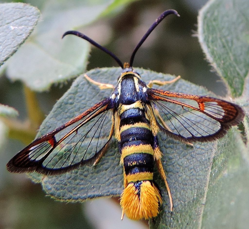 Sesiidae da identificare. Synanthedon vespiformis