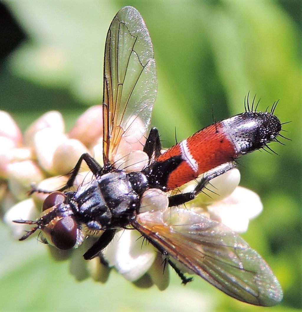 Tachinidae; quale Cylindromyia? Cylindromyia cfr. intermedia