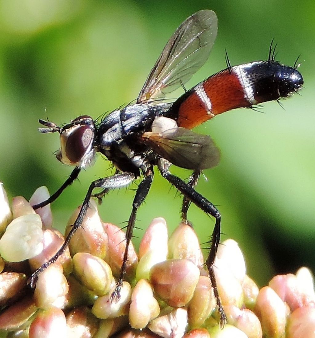 Tachinidae; quale Cylindromyia? Cylindromyia cfr. intermedia