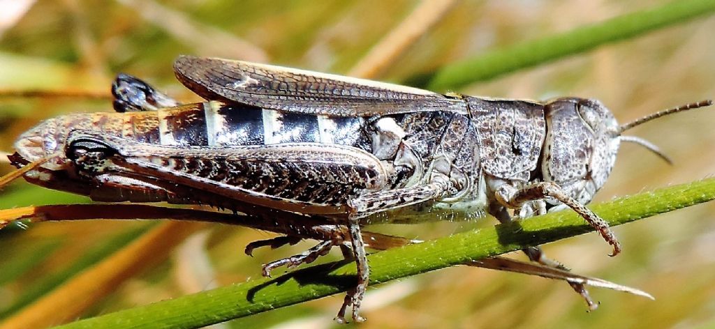 Omocestus haemorrhoidalis e Stenobothrus apenninus