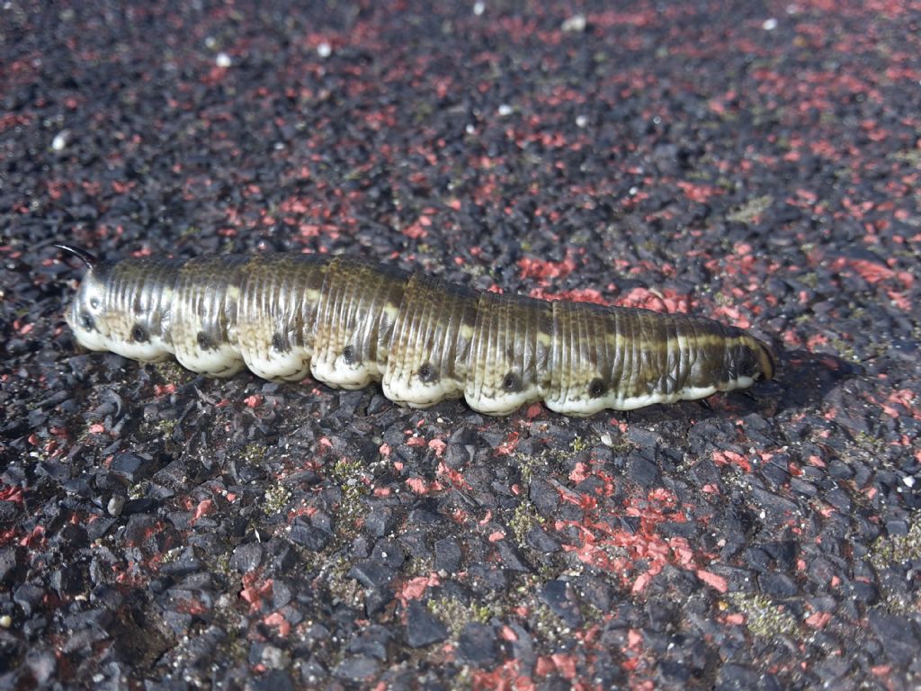 bruco di Agrius convolvuli (Sphingidae)