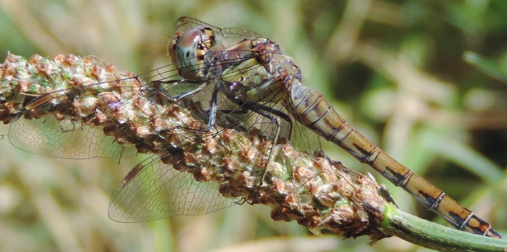 Sympetrum striolatum