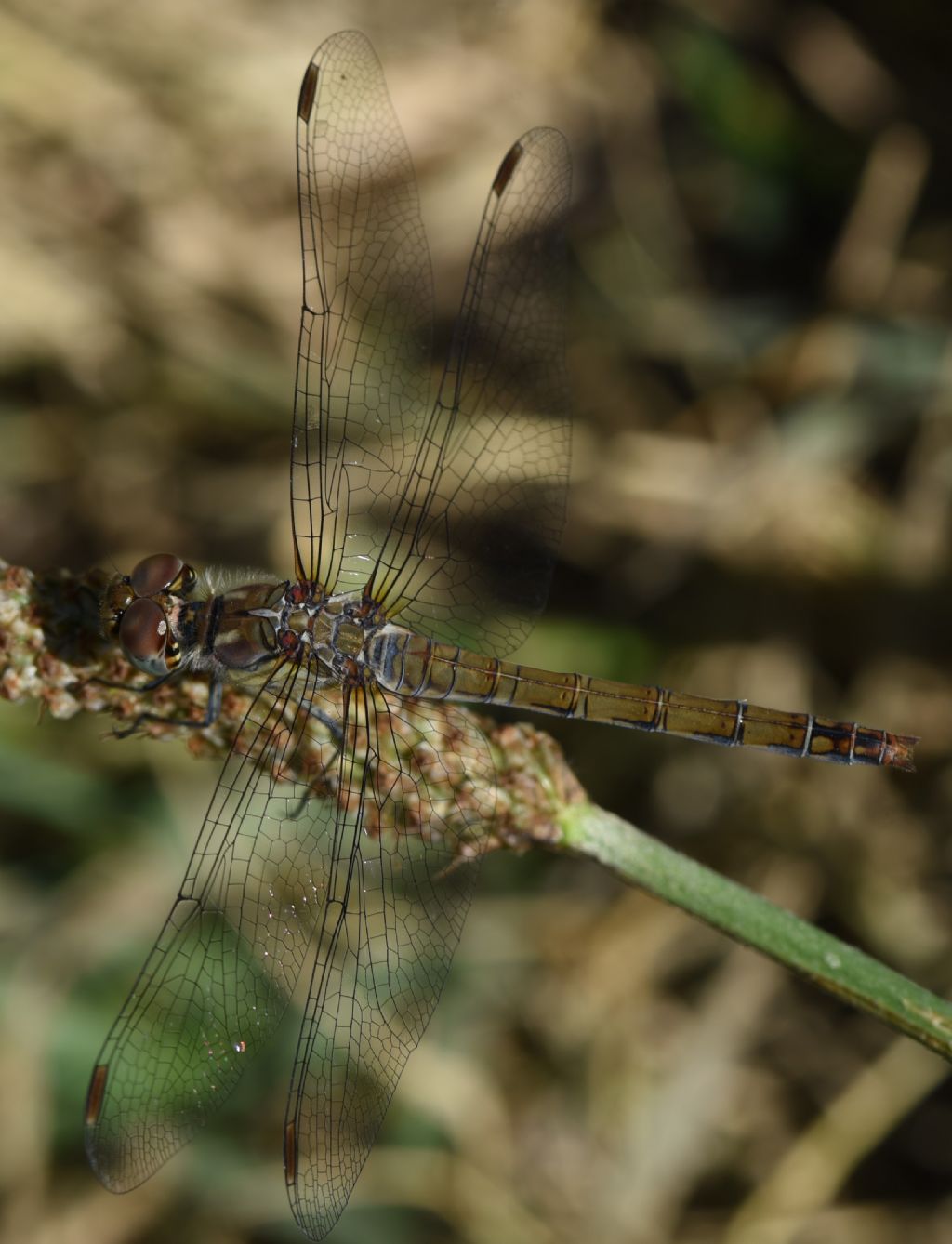 Sympetrum striolatum