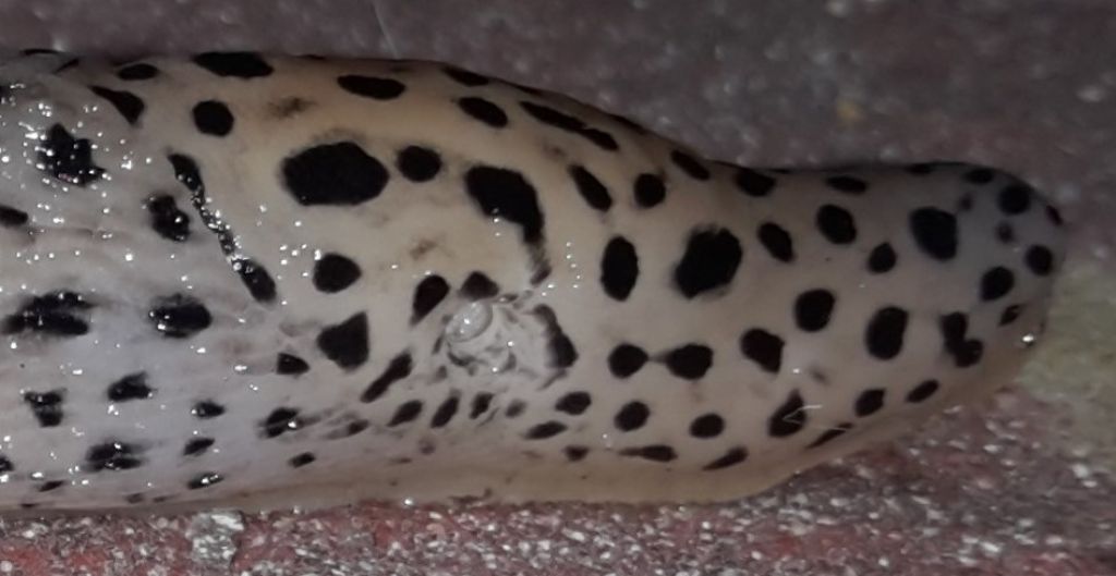 Limax? - Limax maximus da Bracciano (RM)