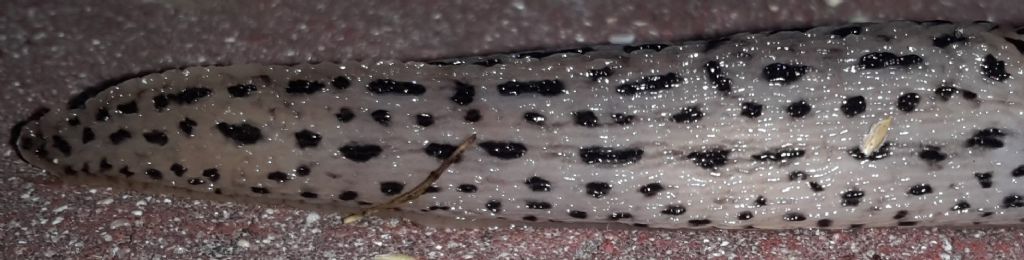 Limax? - Limax maximus da Bracciano (RM)