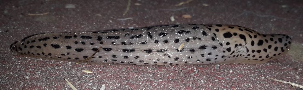 Limax? - Limax maximus da Bracciano (RM)