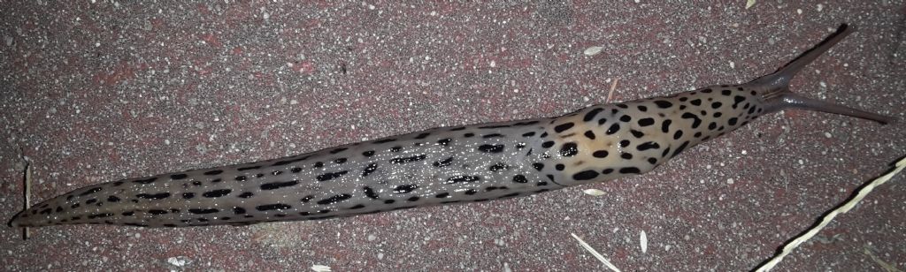 Limax? - Limax maximus da Bracciano (RM)