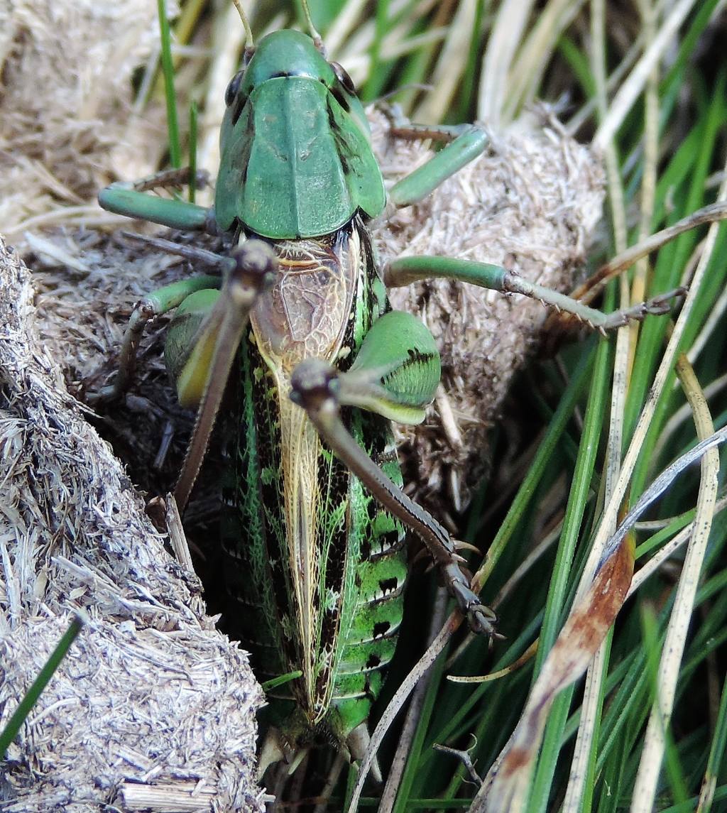 Decticus aprutianus o meglio Decticus 