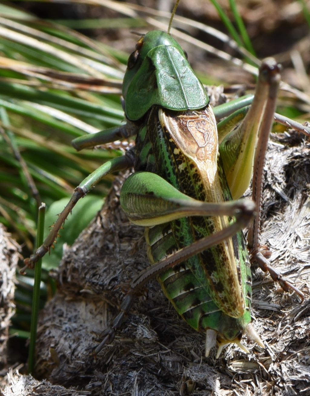 Decticus aprutianus o meglio Decticus 