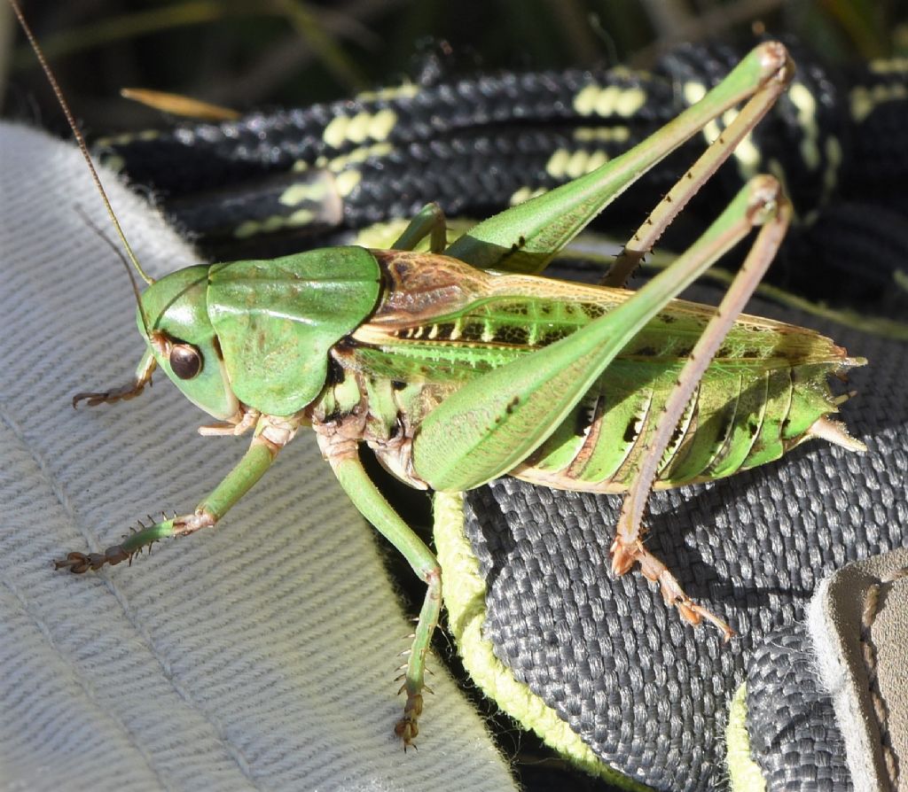 Decticus aprutianus o meglio Decticus 