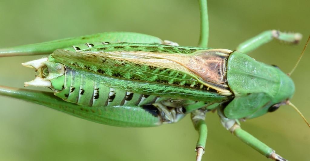 Decticus aprutianus o meglio Decticus 