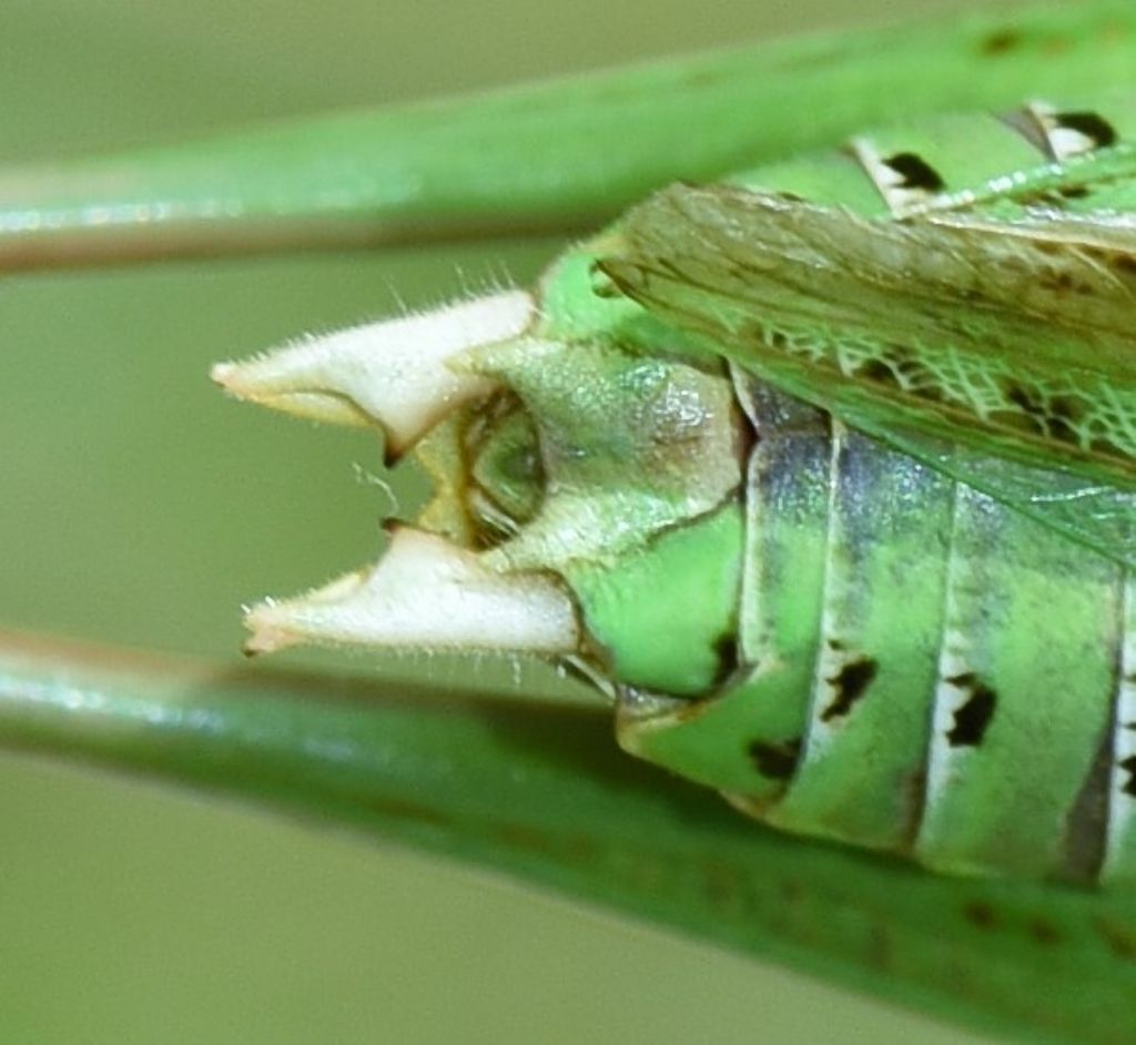 Decticus aprutianus o meglio Decticus 