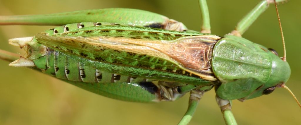 Decticus aprutianus o meglio Decticus 