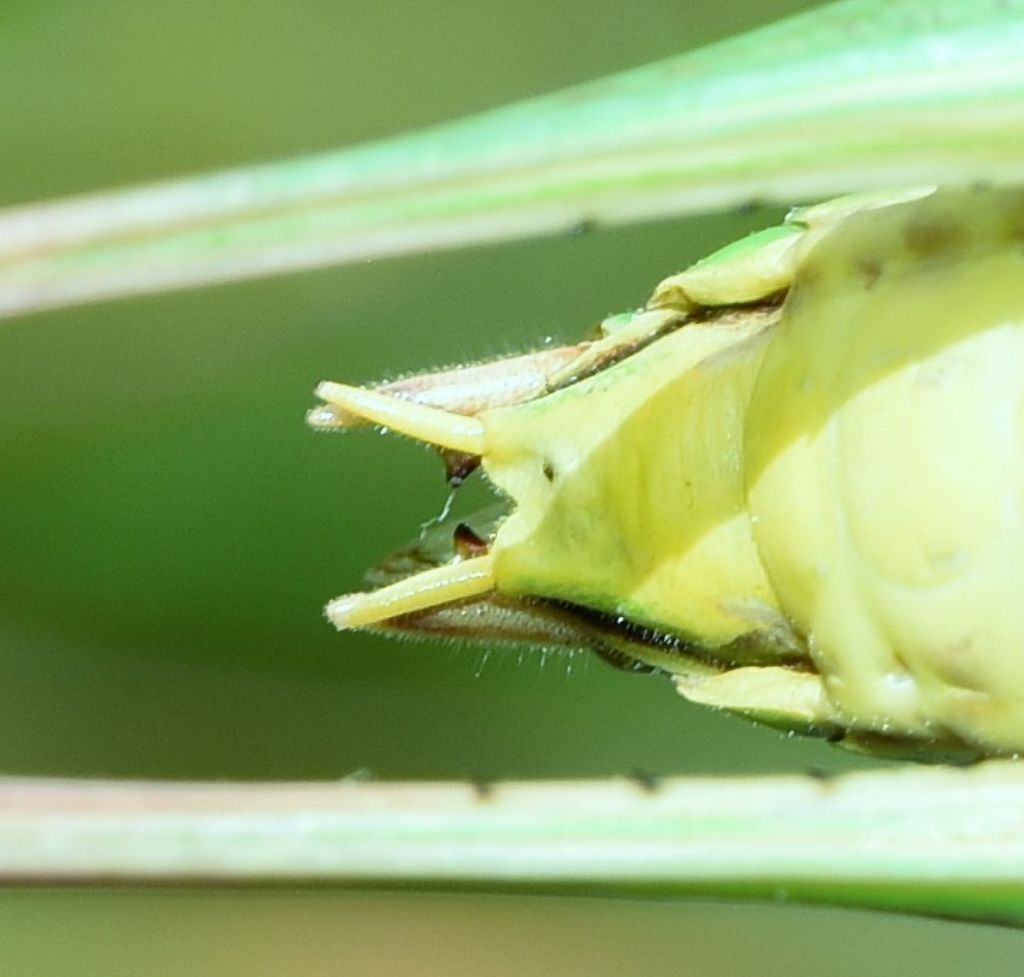 Decticus aprutianus o meglio Decticus 