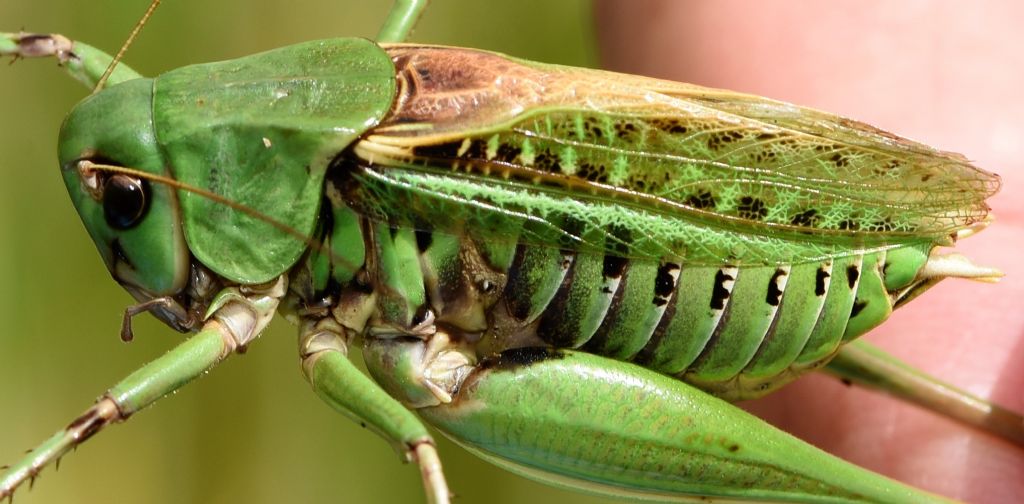 Decticus aprutianus o meglio Decticus 