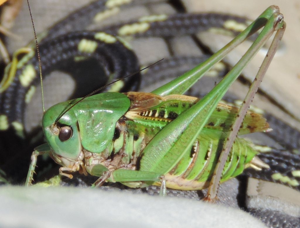 Decticus aprutianus o meglio Decticus 