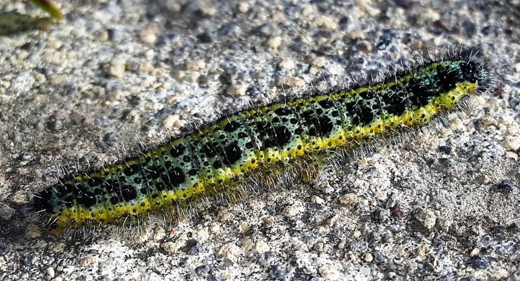 Pieris brassicae: bruco a dicembre?