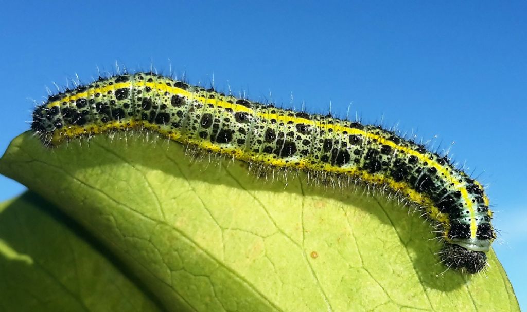 Pieris brassicae: bruco a dicembre?