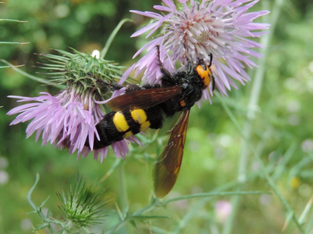 Megascolia maculata flavifrons (Scoliidae) 04.06.2016 Tolfa / Roma