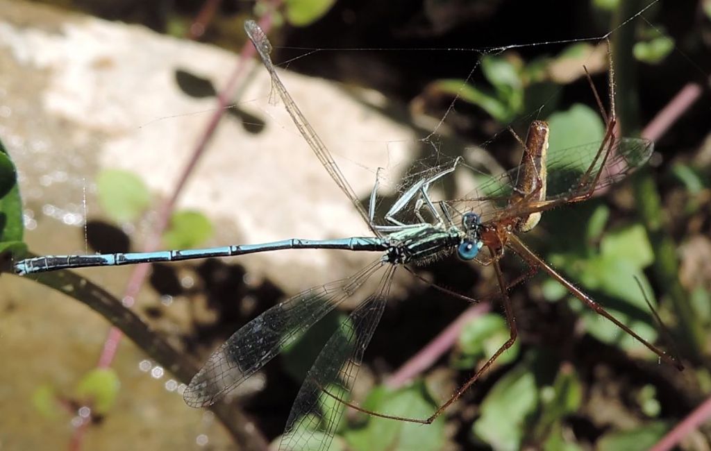 Tetragnatha sp. (che preda Platycnemis pennipes) - Tolfa (RM)