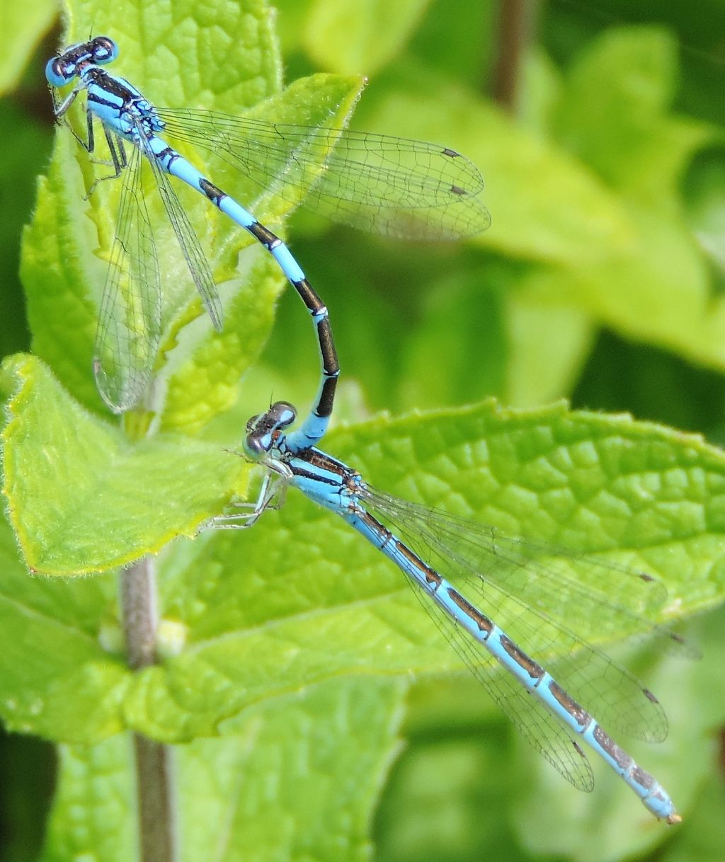 Coenagrion scitulum o caerulescens? caerulescens!