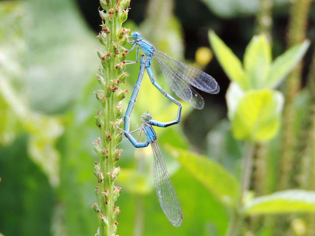 Coenagrion scitulum o caerulescens? caerulescens!