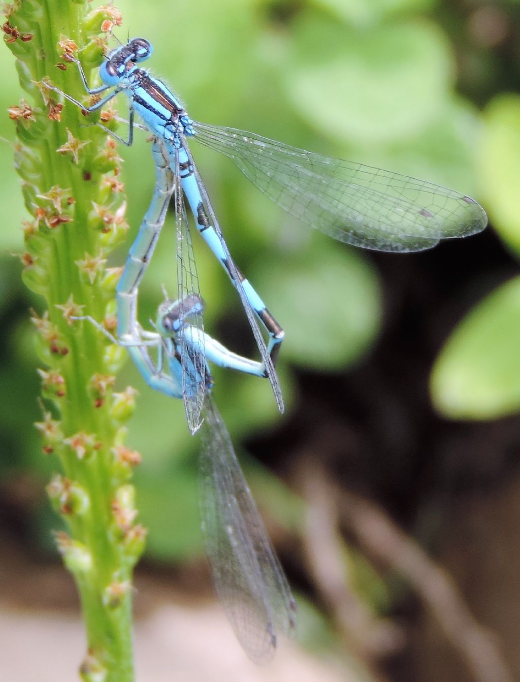 Coenagrion scitulum o caerulescens? caerulescens!