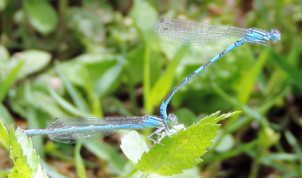 Coenagrion scitulum o caerulescens? caerulescens!