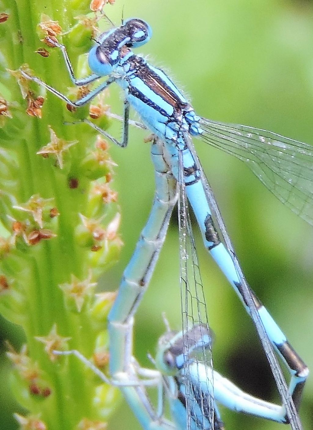 Coenagrion scitulum o caerulescens? caerulescens!