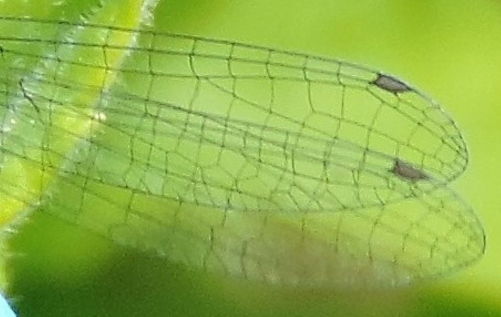 Coenagrion scitulum o caerulescens? caerulescens!