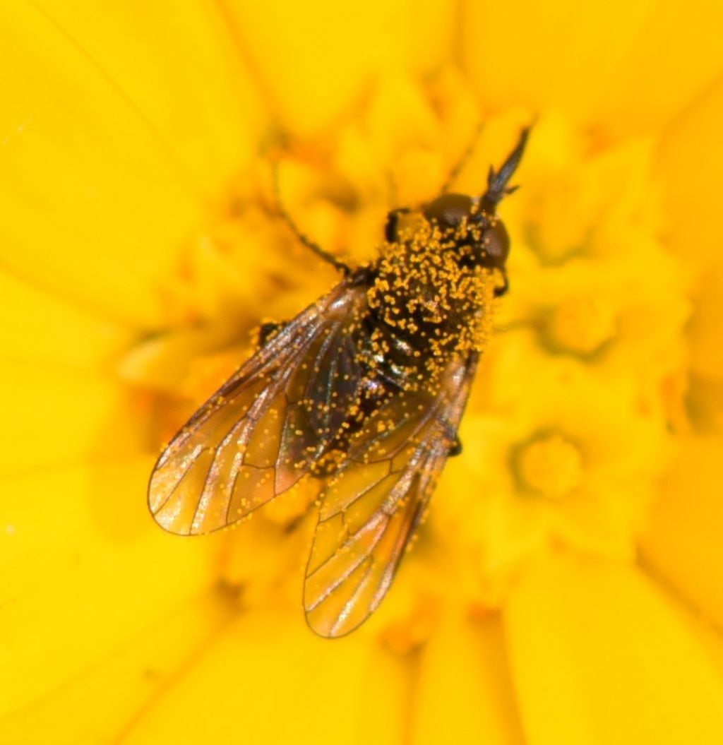 Bombyliidae: Usia sp.