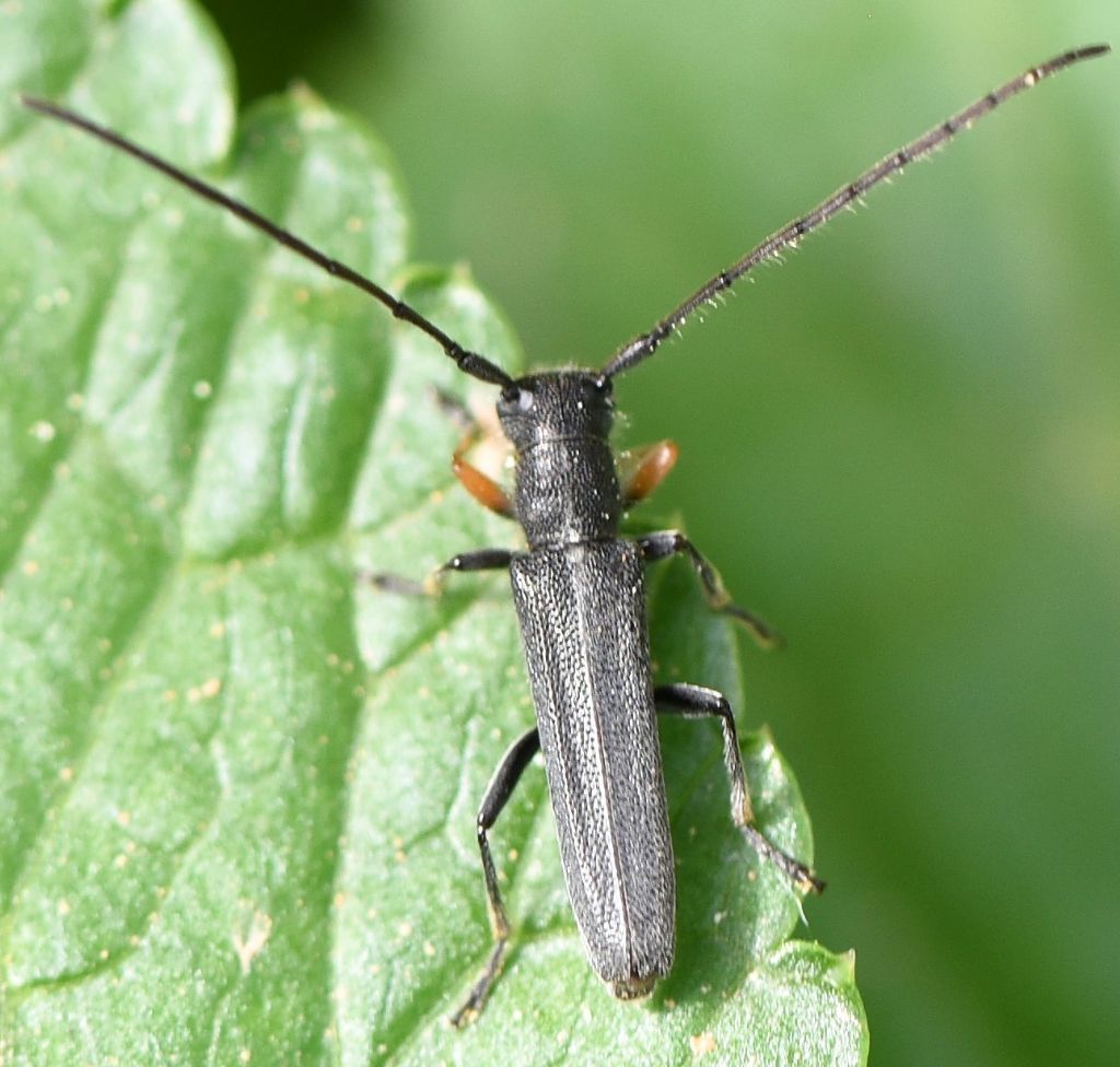 Cerambycidae:  Phytoecia cylindrica?  S !