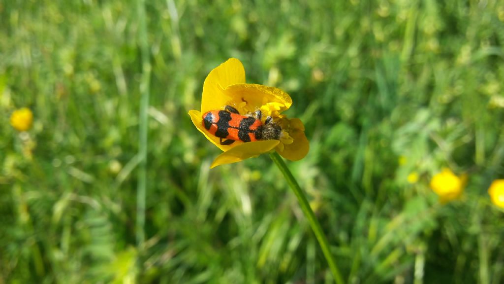 Trichodes alvearius? S.