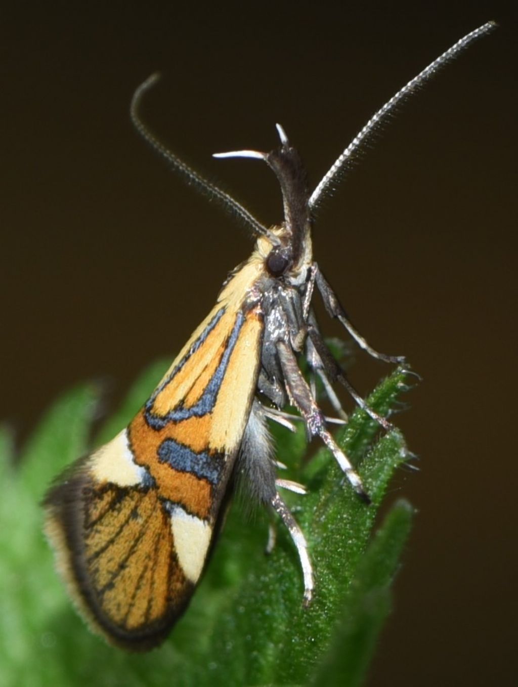 Oecophoridae: Alabonia geoffrella