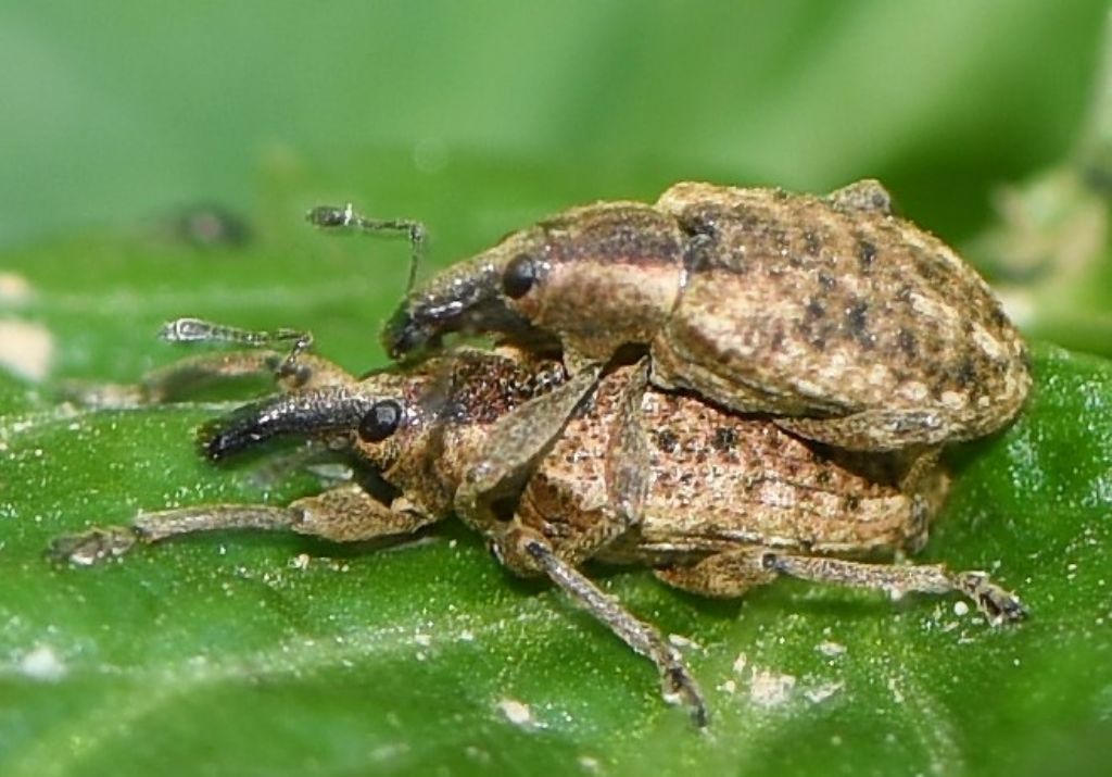 Curculionidae: Hypera (Eririnomorphus) conmaculata