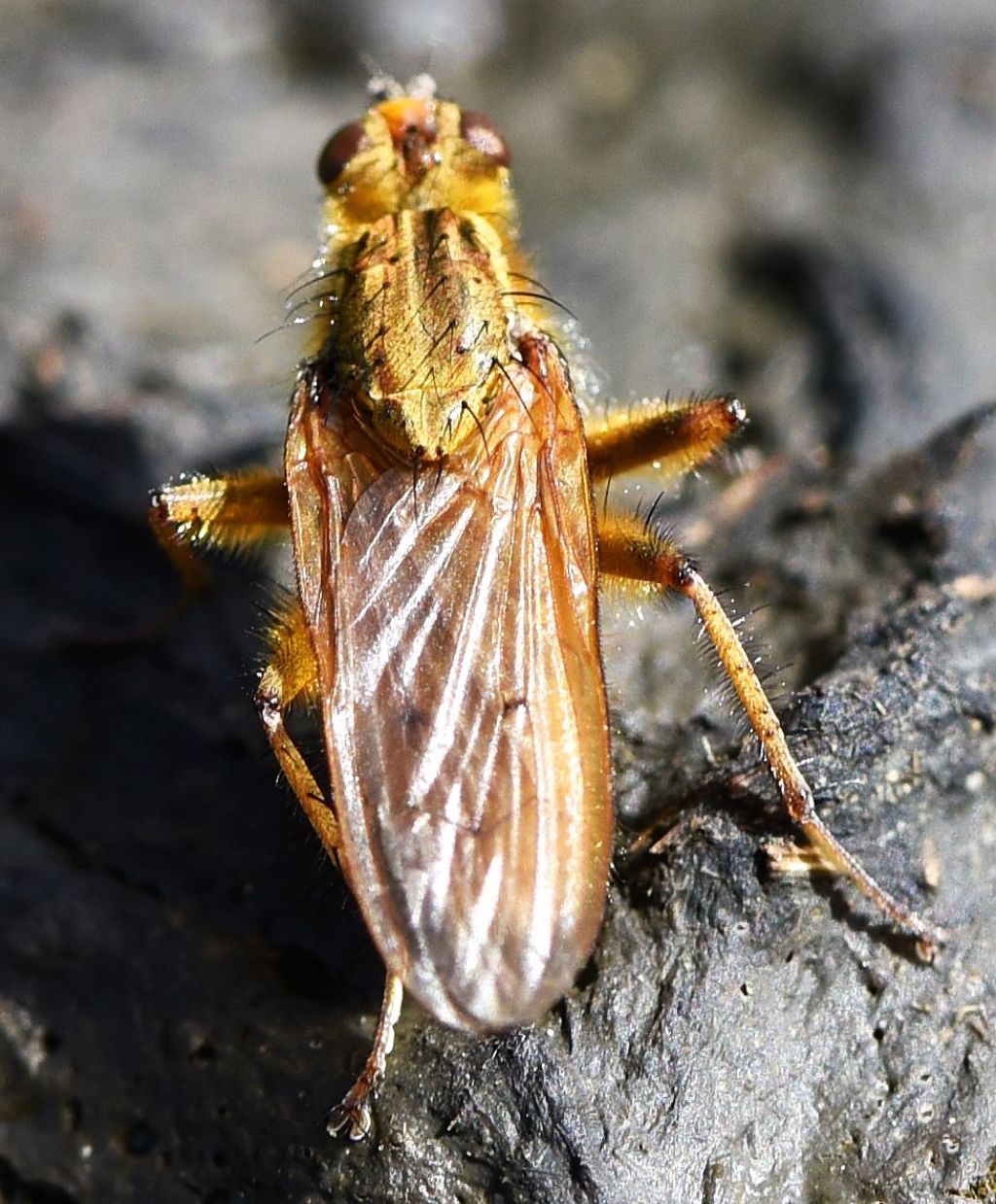 Scathophagidae: Scathophaga stercoraria