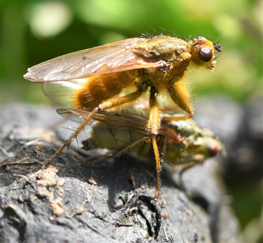 Scathophagidae: Scathophaga stercoraria