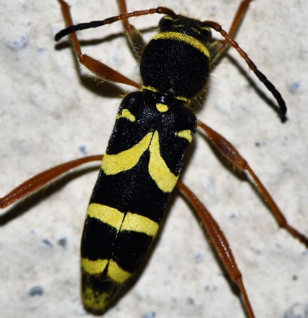 Cerambycidae: Clytus arietis?  S !