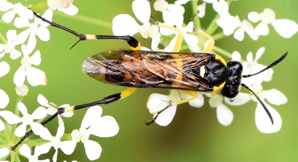 Da identificare: Macrophya montana