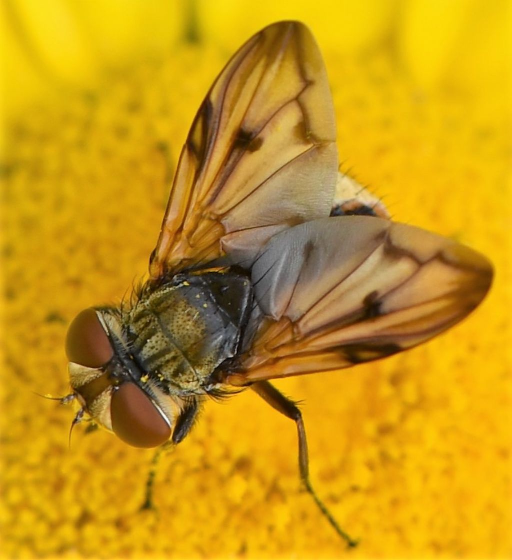 Ectophasia cf. crassipennis (Tachinidae) maschio