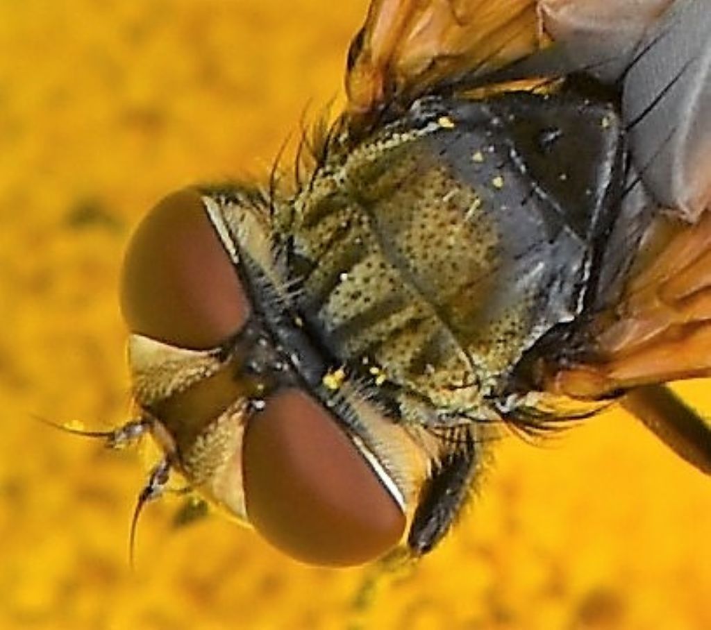 Ectophasia cf. crassipennis (Tachinidae) maschio