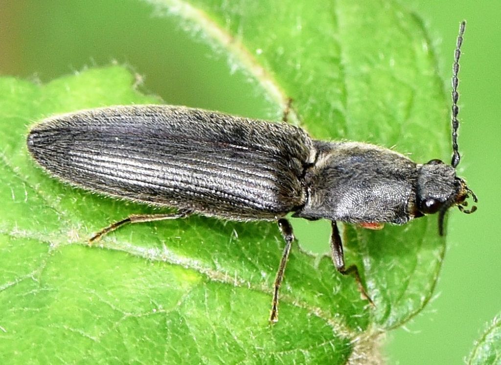 Elateridae: Athous haemorrhoidalis? S, (cfr.)