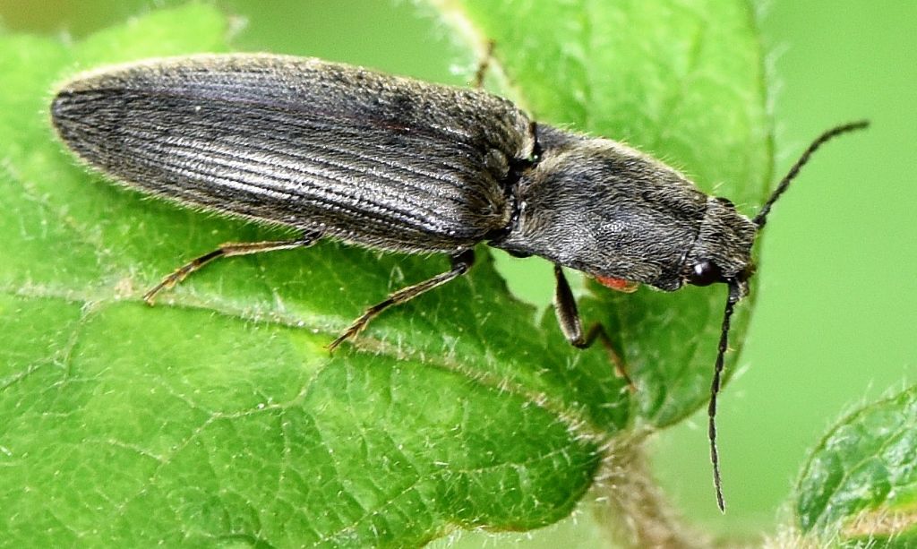 Elateridae: Athous haemorrhoidalis? S, (cfr.)