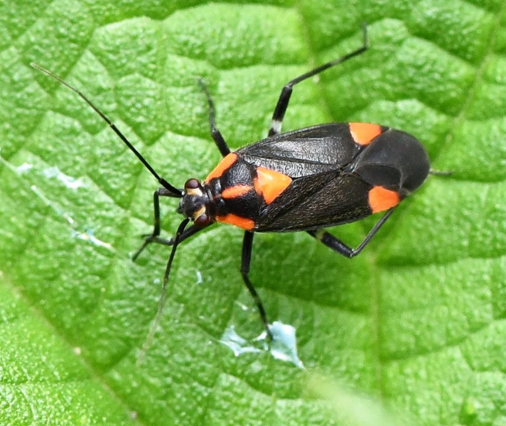 Miridae: Capsodes flavomarginatus