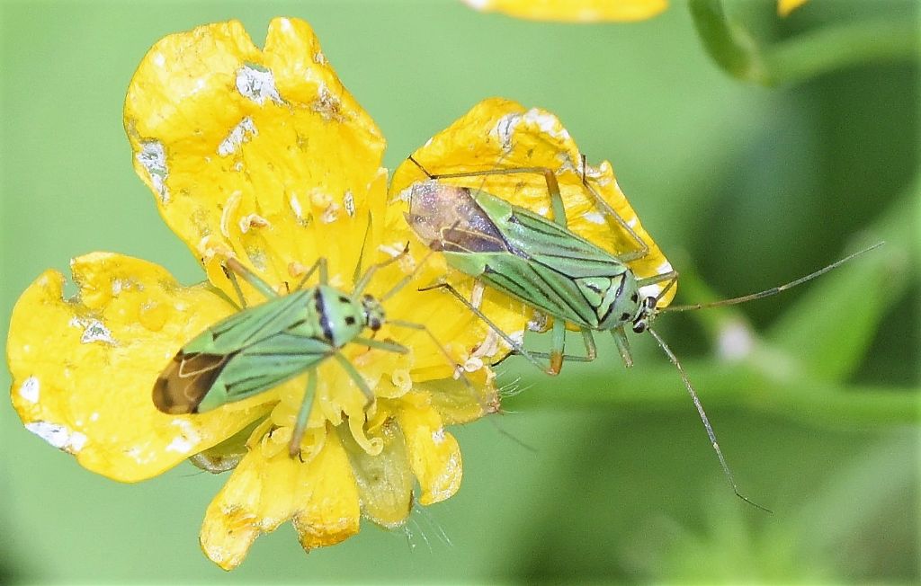 Miridae: Mermitelocerus schmidtii